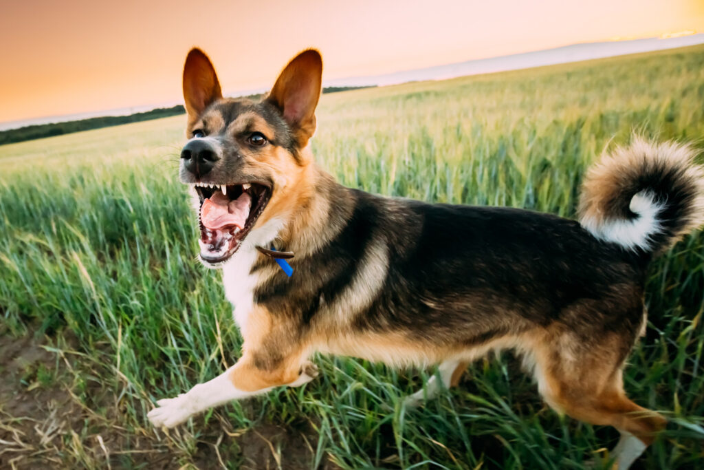 Dog Bite Laws Now Cover First Bite or Snapping Behavior - Joel Baskin